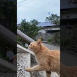 猫島の港近くの神社に行くと喜んで階段を駆け上がる猫たちがいて愉しい #ImpressedCatVideo #catisland #猫(YouTube)