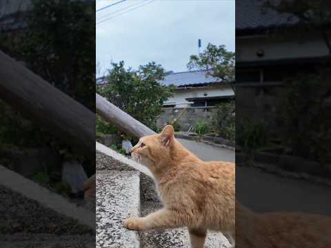 猫島の港近くの神社に行くと喜んで階段を駆け上がる猫たちがいて愉しい #ImpressedCatVideo #catisland #猫(YouTube)