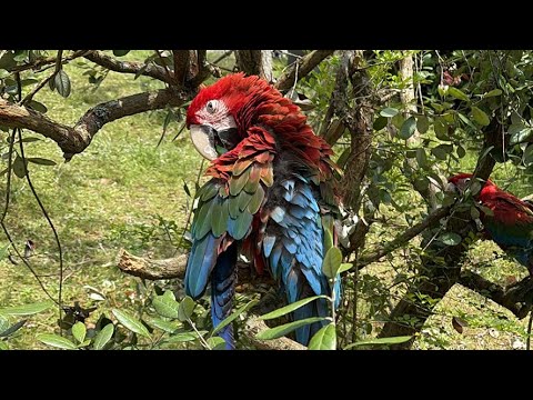 ハッピーバースデー(YouTube)