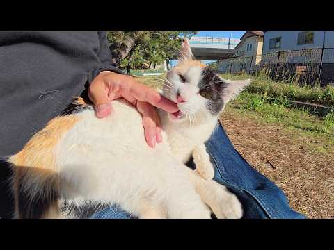 三毛猫が人間のひざの上に座って美味しそうに指をかじる(YouTube)