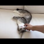 もちのお腹の毛が少しずつ伸びてきました！(YouTube)