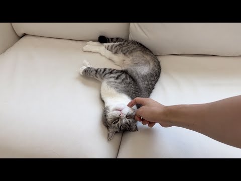 もちのお腹の毛が少しずつ伸びてきました！(YouTube)