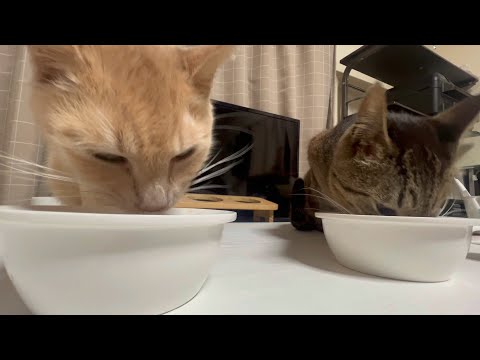 食べることは生きること(YouTube)