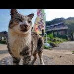 猫島のパスタ屋さんから看板猫が呼び込みに出てきた(YouTube)