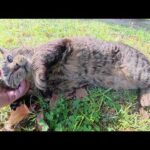 ワガママなキジトラ猫にイジメられたサビ猫をひざにのせる(YouTube)