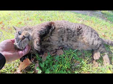 ワガママなキジトラ猫にイジメられたサビ猫をひざにのせる(YouTube)