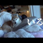 柴犬が実家からきた！お泊まり会の翌朝‥意外な場所にいました。(YouTube)