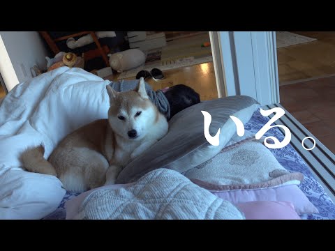 柴犬が実家からきた！お泊まり会の翌朝‥意外な場所にいました。(YouTube)