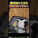 ニャンコの密航計画😂【荷物化する猫】  #猫 #cat(YouTube)