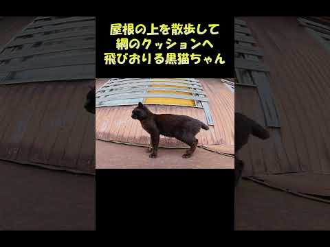 屋根の上を散歩して網のクッションへ飛びおりる黒猫ちゃん #猫 #cat #ネコ(YouTube)