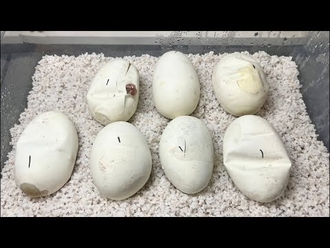 エッグカットする【6/1 Loco’s Market 出店】(YouTube)