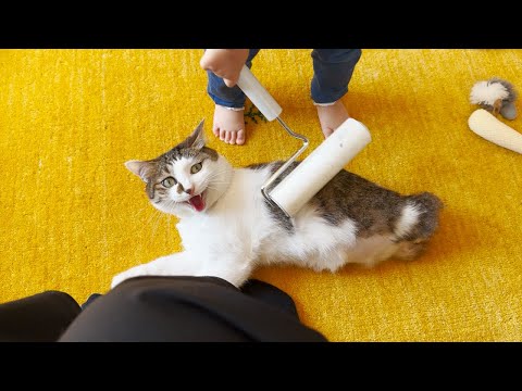 お世話したい妹に仕方なく付き合ってあげる優しい猫たち(YouTube)