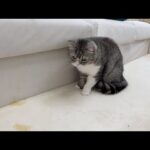 もちが退院後にお漏らししちゃいました…(YouTube)