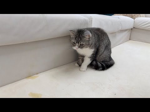 もちが退院後にお漏らししちゃいました…(YouTube)
