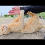 暴れん坊の茶トラ猫が爪と牙で人間を攻撃してストレス発散(YouTube)