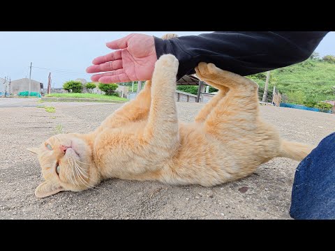 暴れん坊の茶トラ猫が爪と牙で人間を攻撃してストレス発散(YouTube)