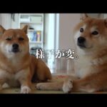 どうした？猫が手術にいくと柴犬の様子がおかしい。(YouTube)