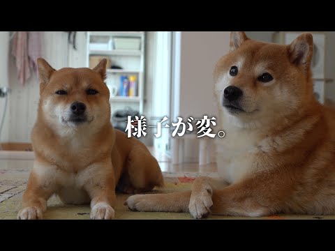 どうした？猫が手術にいくと柴犬の様子がおかしい。(YouTube)