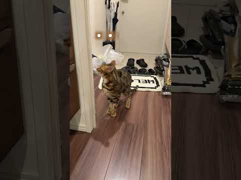 仲間に見捨てられた猫 #ルトロゼ #ベンガル #cat(YouTube)