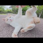 カミカミキック攻撃をしてくる猫をひざに乗せようとしたら拒否された(YouTube)