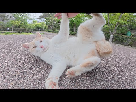 カミカミキック攻撃をしてくる猫をひざに乗せようとしたら拒否された(YouTube)