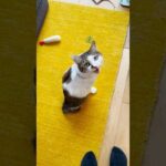 本日の会話「雨だね」「😺ヤッター」 #cats(YouTube)
