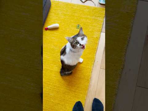 本日の会話「雨だね」「😺ヤッター」 #cats(YouTube)