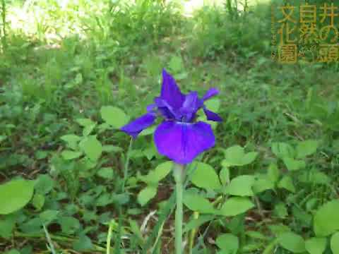 井の頭自然文化園 花ごよみ動画 アヤメの開花(YouTube)