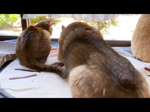 【犬と猫の大家族】甘え上手な猫はこうして過ごしています…(YouTube)