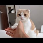 お散歩に連れて行ってほしい猫たちのモーニングコールが可愛すぎたw(YouTube)