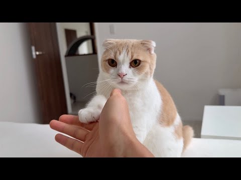 お散歩に連れて行ってほしい猫たちのモーニングコールが可愛すぎたw(YouTube)