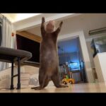 カワウソさくらの様々なキュートな動き！ Various cute movements of Sakura the otter!(YouTube)