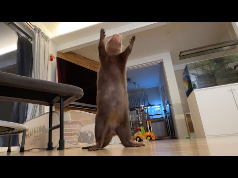 カワウソさくらの様々なキュートな動き！ Various cute movements of Sakura the otter!(YouTube)