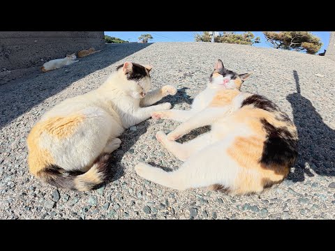 海辺で日光浴する猫ちゃん達を順番にモフっていく(YouTube)