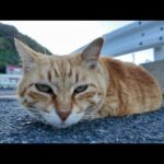フェリー乗り場に座り込んでいたをナデナデする(YouTube)