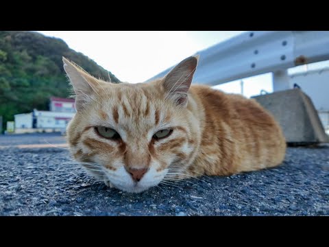 フェリー乗り場に座り込んでいたをナデナデする(YouTube)