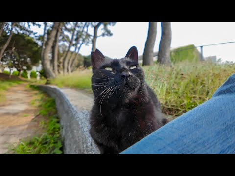 石段の上に黒猫が座っていたので隣に座ると擦り寄ってきた(YouTube)