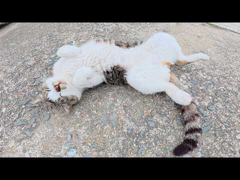 長い尻尾のキジシロ猫が可愛い寝相でお昼寝する(YouTube)