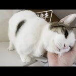 「おい！撫でろ！」「おい！降ろせ！」傍若無人な猫(YouTube)