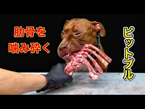 耳が癒される音! 骨をひたすら噛み砕く咀嚼音がクセになる(YouTube)