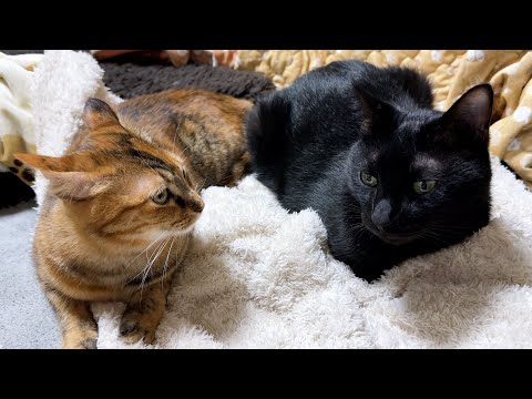 毎日慌ただしくお世話する兄猫のおかげで妹猫たちは幸せに過ごしています(YouTube)