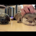 閲覧注意！？リアルすぎるビッグダンゴムシに立ち向かうカワウソと猫！ Warning! otter and cat confront an overly realistic big pill bug!(YouTube)