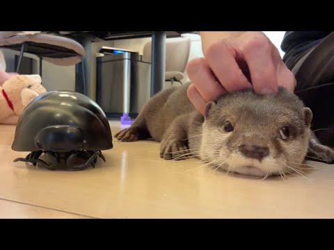 閲覧注意！？リアルすぎるビッグダンゴムシに立ち向かうカワウソと猫！ Warning! otter and cat confront an overly realistic big pill bug!(YouTube)