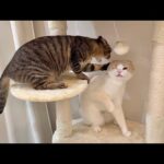 やんちゃな後輩猫が手に負えずついに下克上された猫がこうなっちゃいました…(YouTube)