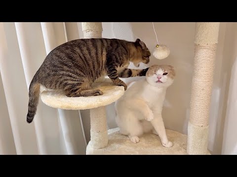 やんちゃな後輩猫が手に負えずついに下克上された猫がこうなっちゃいました…(YouTube)
