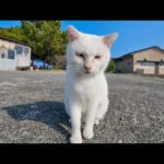 猫島の猫ちゃん人を見るととりあえず甘えてきてカワイイ(YouTube)