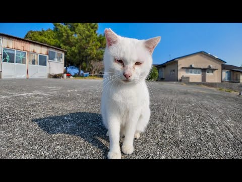 猫島の猫ちゃん人を見るととりあえず甘えてきてカワイイ(YouTube)