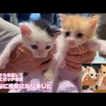 泥の中からレスキューされた子 はぐれてボッチで保護された子  こんなに元気になりました  ムック＆モグ  2025 05 19 1(YouTube)