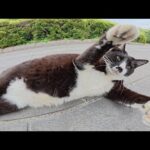 チョビ髭のハチワレ猫をモフるとマイクをパクられそうになったw(YouTube)