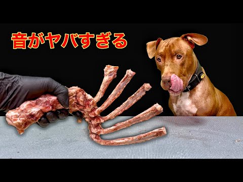 ゴリゴリ音がクセになる…ピットブルの骨かみASMR 【寝落ち注意】(YouTube)
